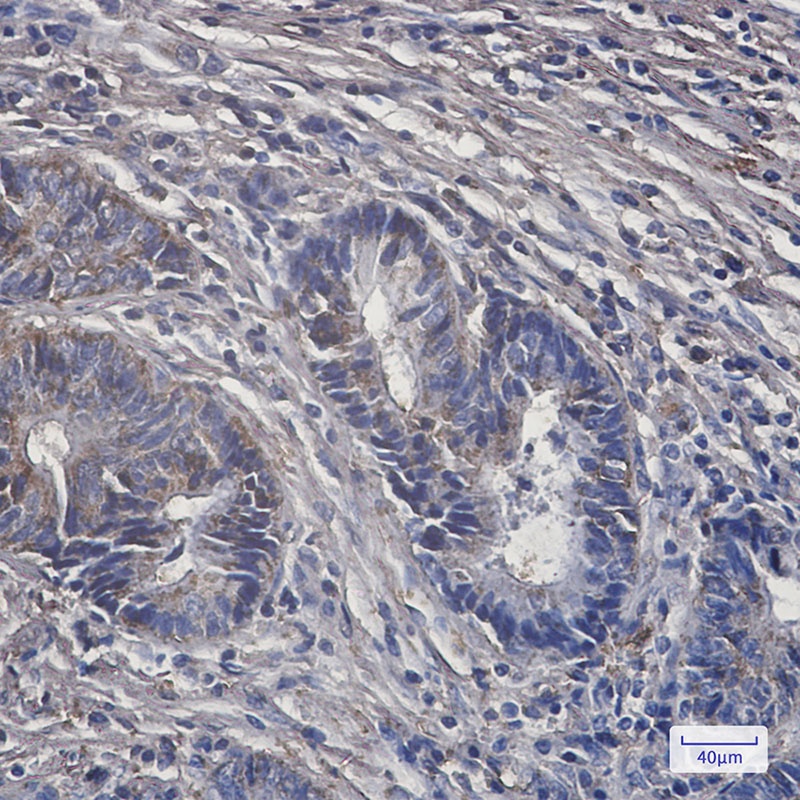 PCK2 Antibody