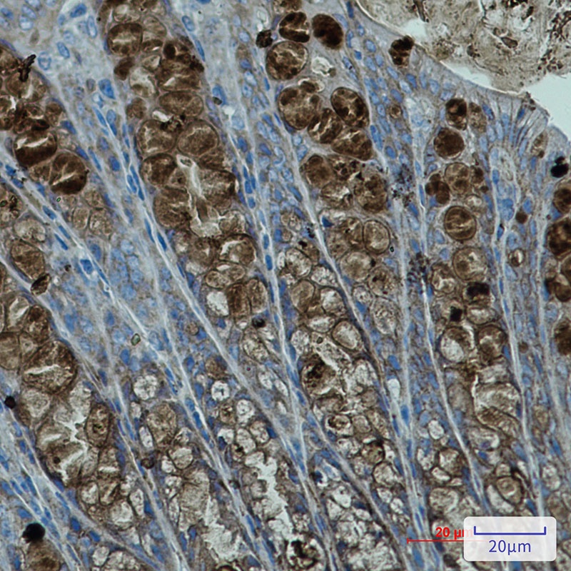 PBK Antibody