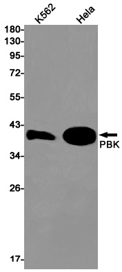 PBK Antibody