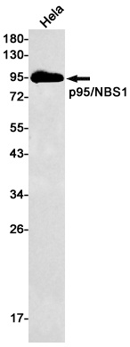 NBN Antibody