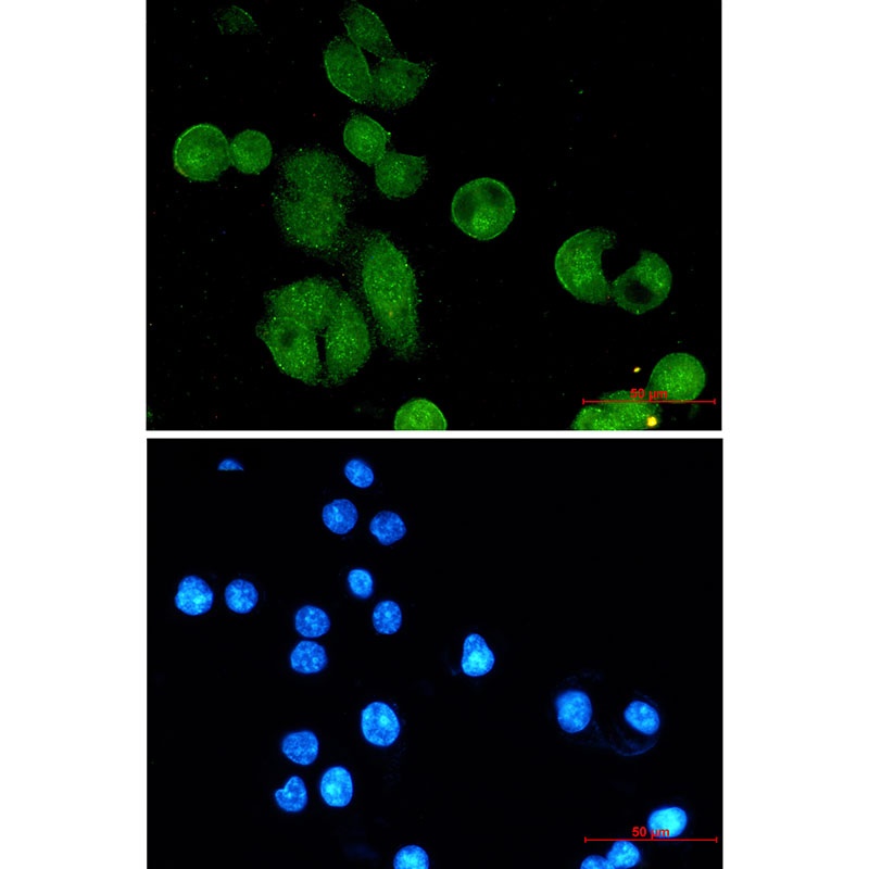 NBN Antibody