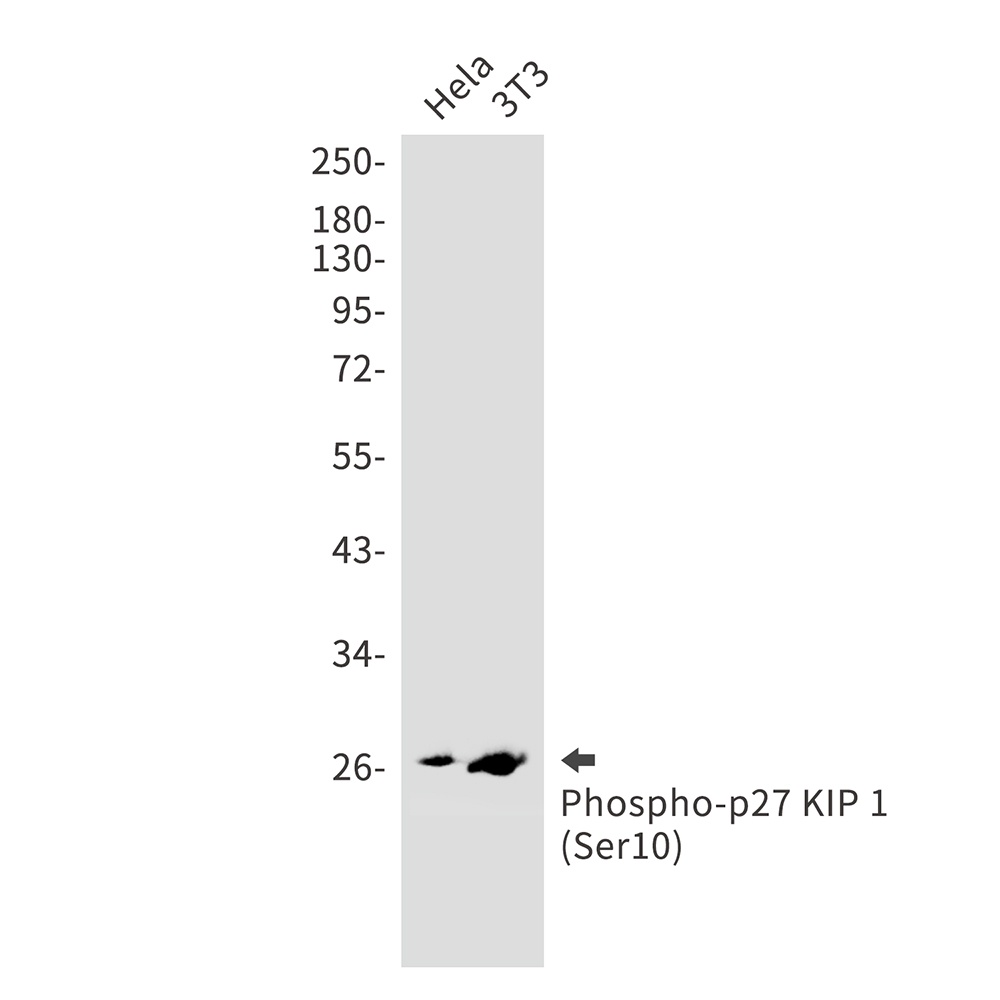 Phospho-p27 KIP 1 (Ser10) Rabbit Monoclonal Antibody