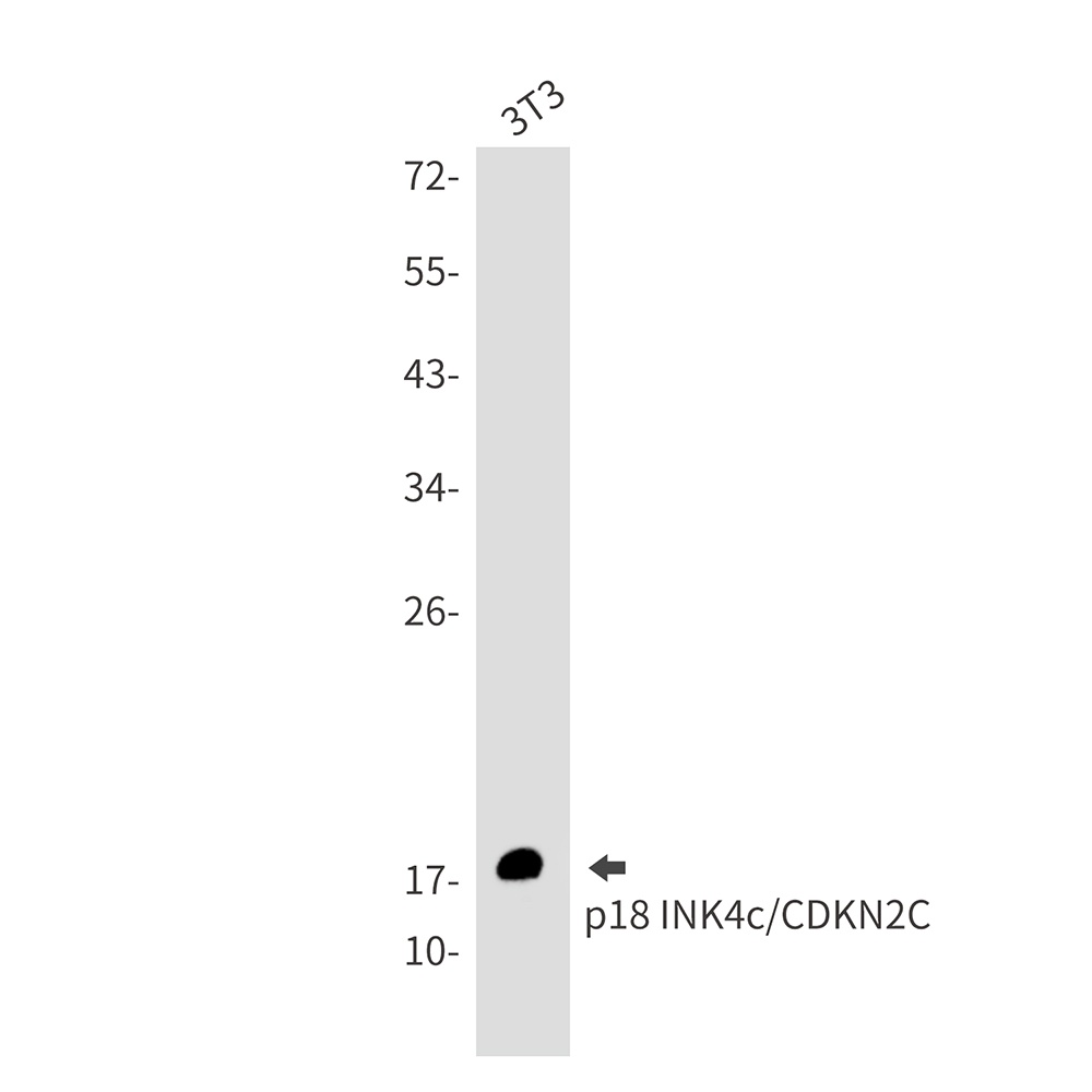 CDKN2C Antibody