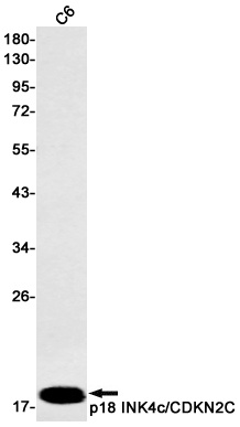 CDKN2C Antibody