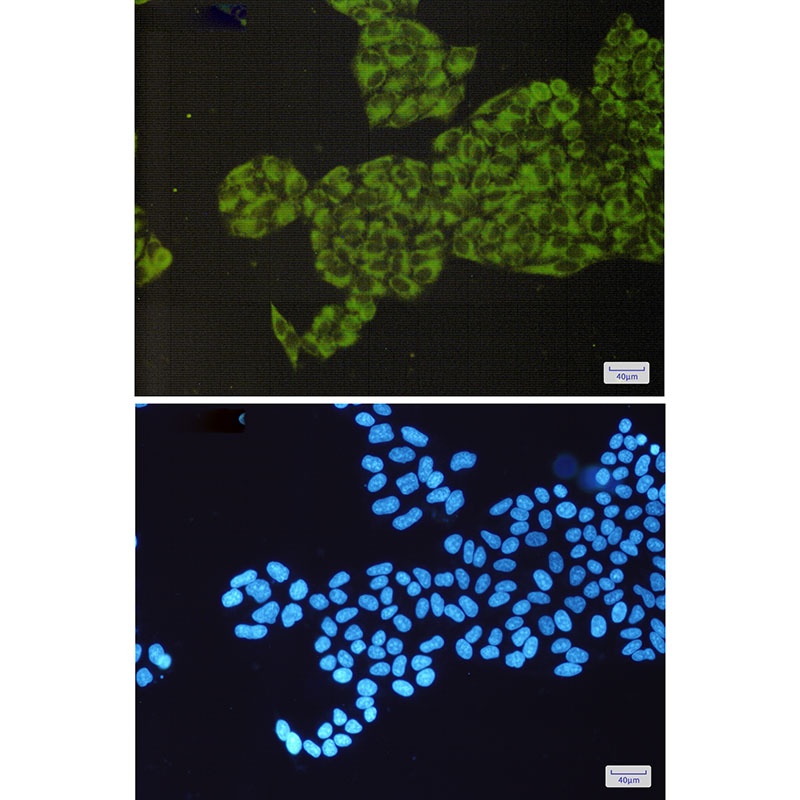 HYOU1 Antibody