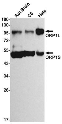 OSBPL1A Antibody