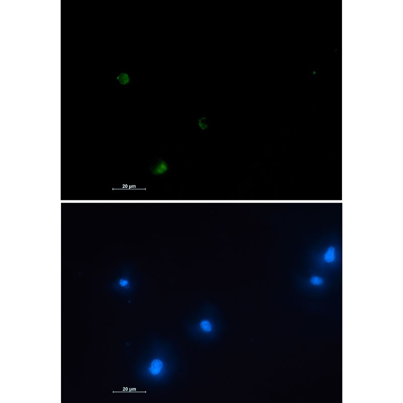 NUDT19 Antibody