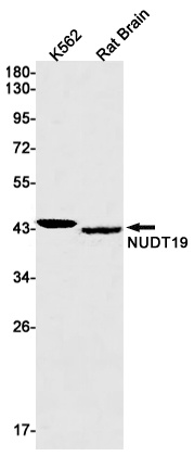 NUDT19 Antibody