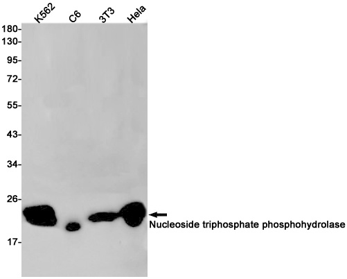 Nucleoside triphosphate phosphohydrolase Rabbit Monoclonal Antibody