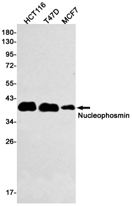 NPM1 Antibody