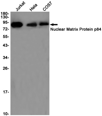 THOC1 Antibody