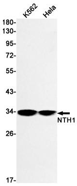 NTHL1 Antibody