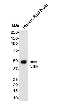 ENO2 Antibody