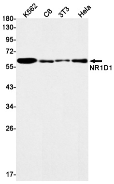 NR1D1 Antibody