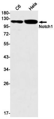 Notch1 Rabbit mAb