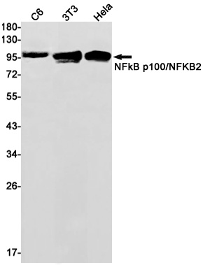 NFKB2 Antibody