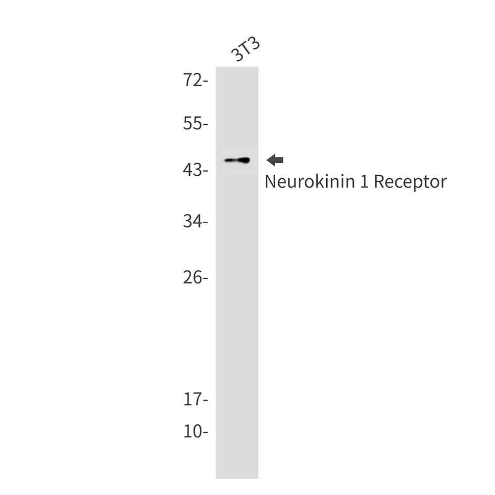 TACR1 Antibody