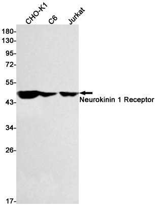 TACR1 Antibody