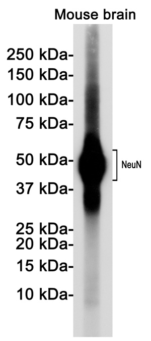 RBFOX3 Antibody