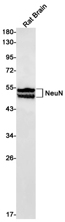 RBFOX3 Antibody