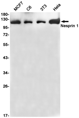Nesprin1 Rabbit mAb