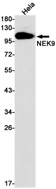 NEK9 Rabbit mAb
