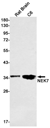 NEK7 Rabbit Monoclonal Antibody