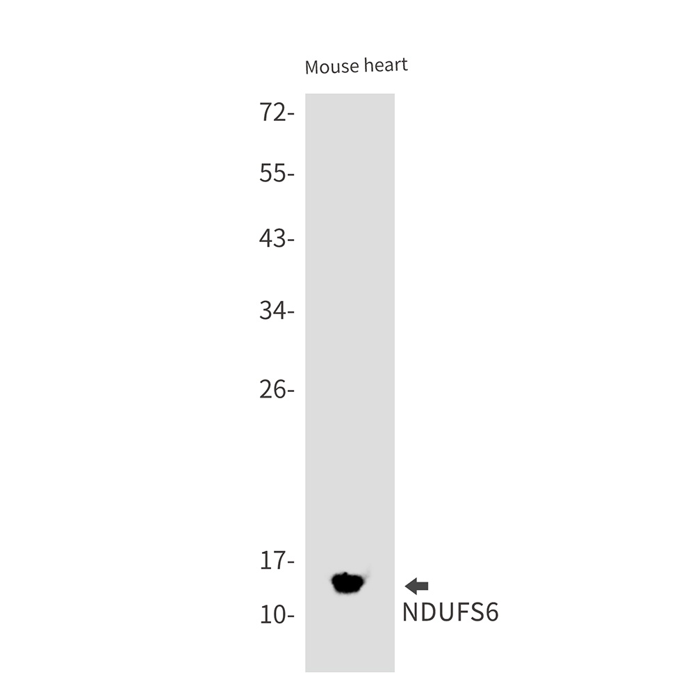 NDUFS6 Antibody