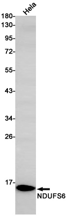 NDUFS6 Antibody