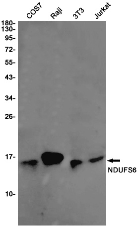 NDUFS6 Antibody