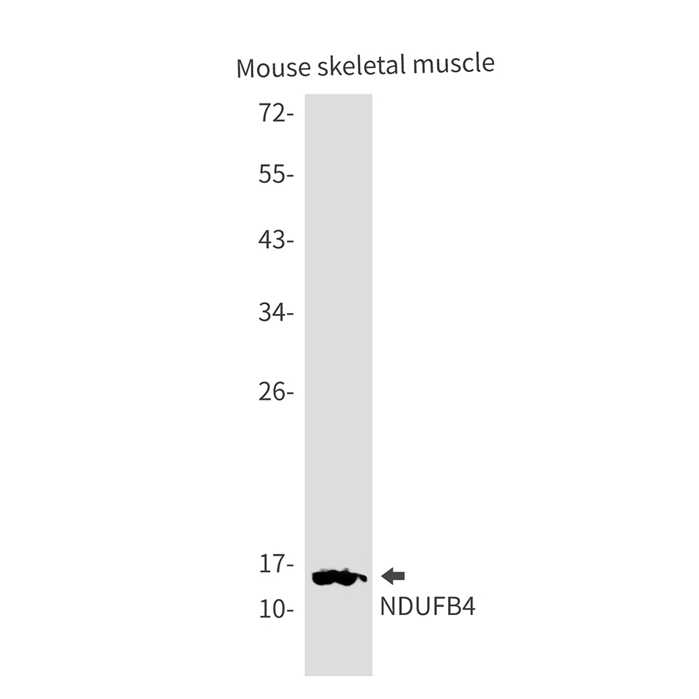 NDUFB4 Antibody