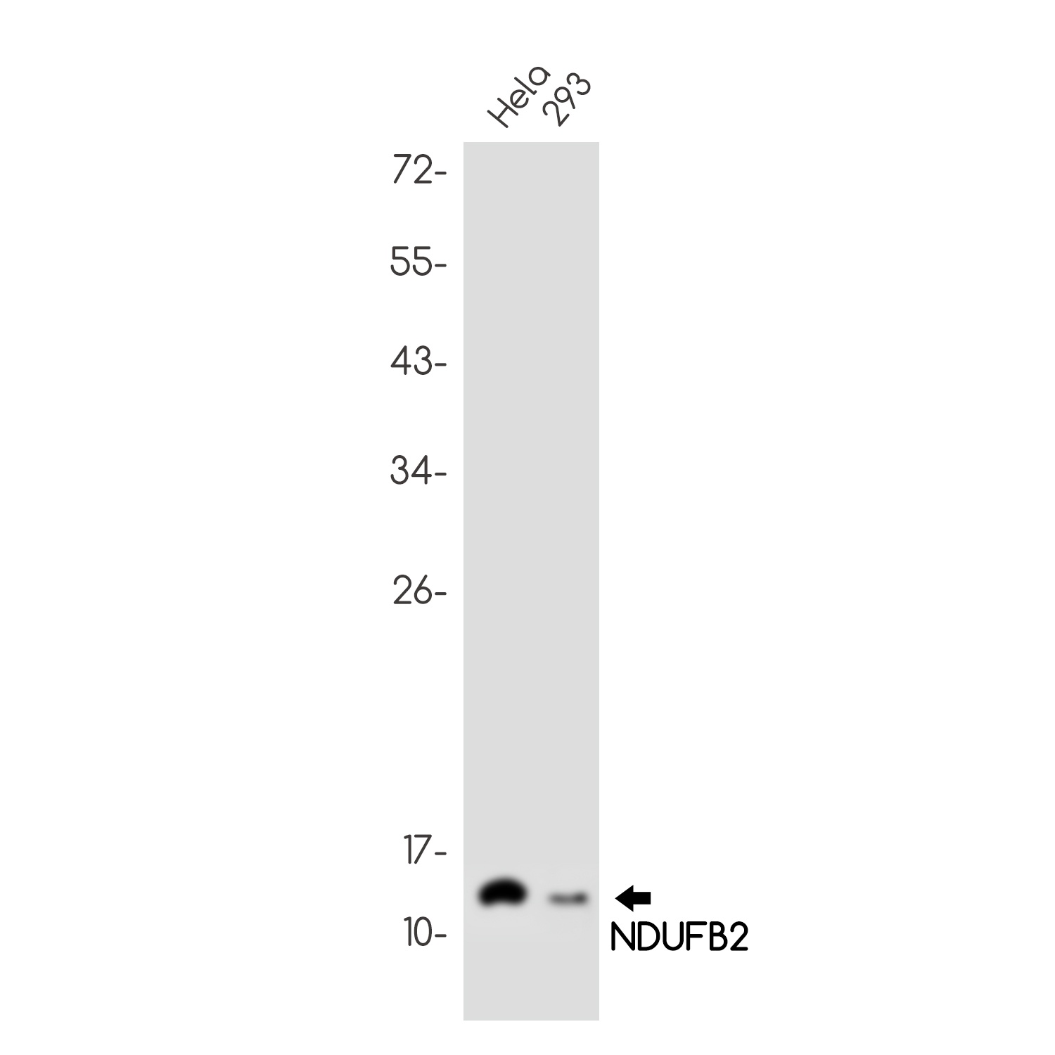 NDUFB2 Antibody