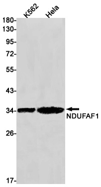 NDUFAF1 Antibody