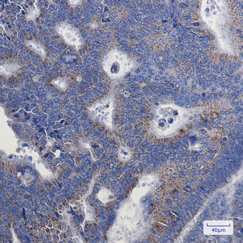 NDUFA1 Antibody