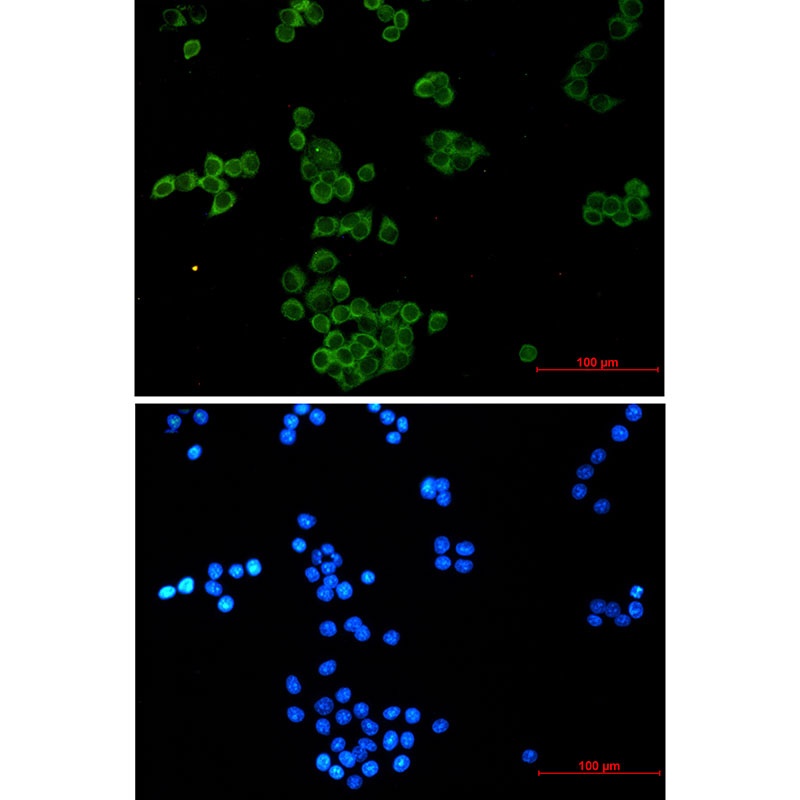 NCK1 Antibody