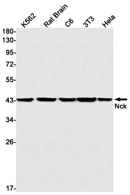 NCK1 Antibody