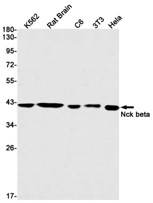 NCK2 Antibody