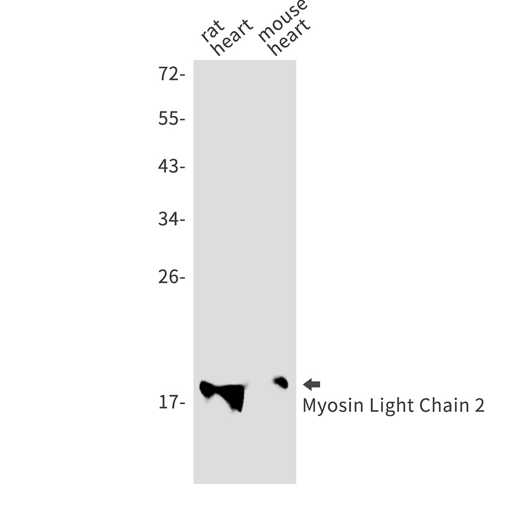 MYL2 Antibody