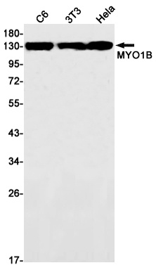 MYO1B Antibody