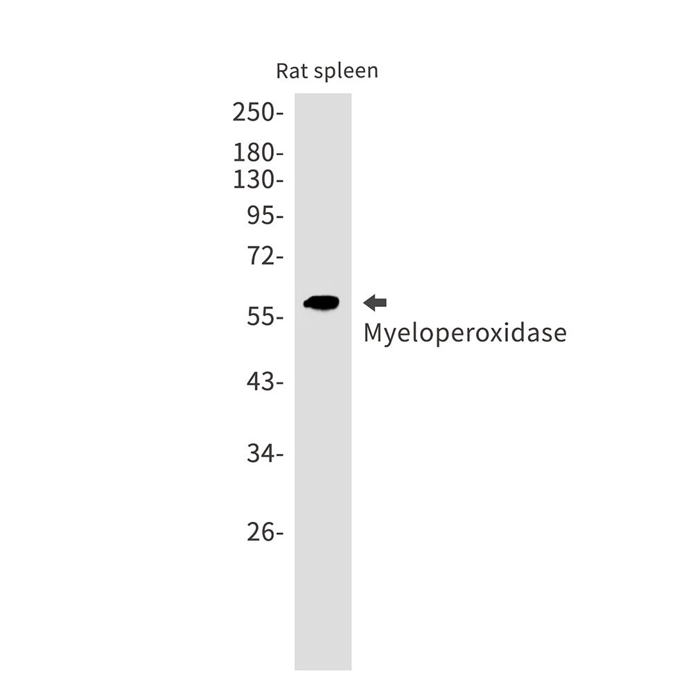 MPO Antibody