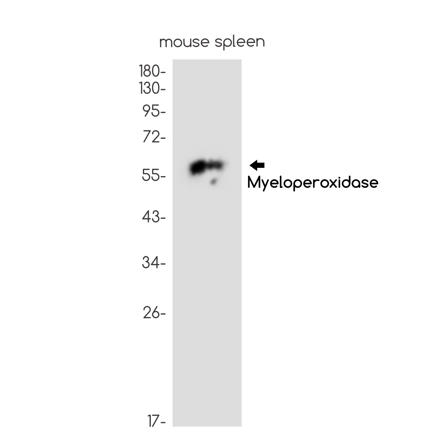 MPO Antibody