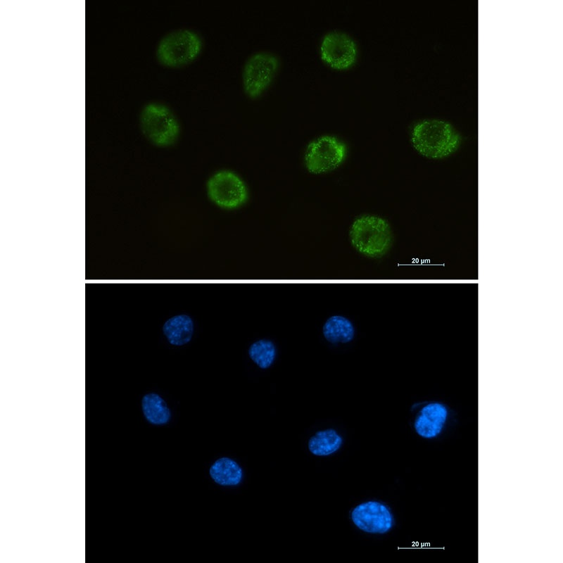 MOG Antibody