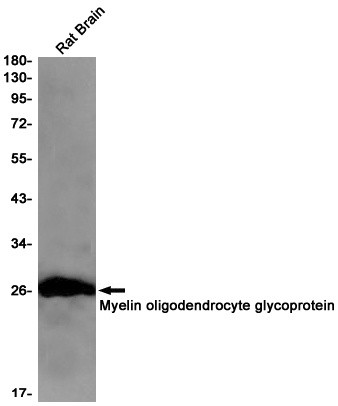 MOG Antibody