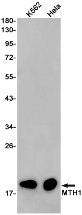 NUDT1 Antibody