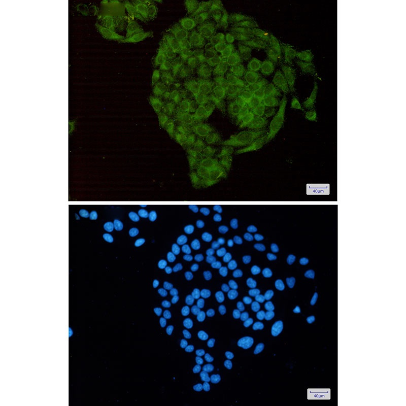 NUDT1 Antibody