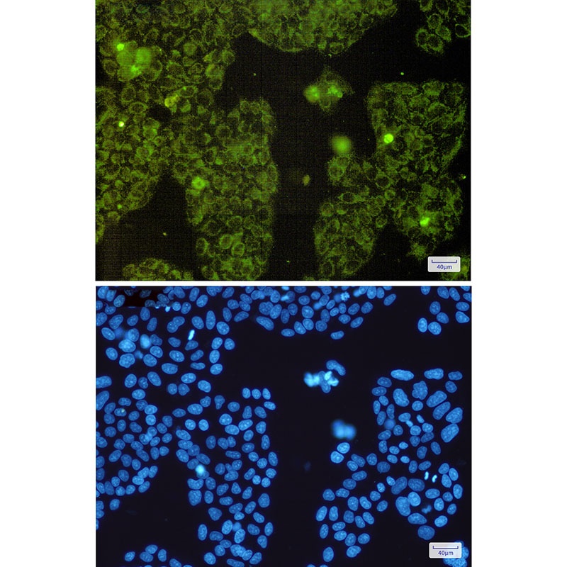 MT-CO2 Antibody