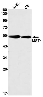 STK26 Antibody