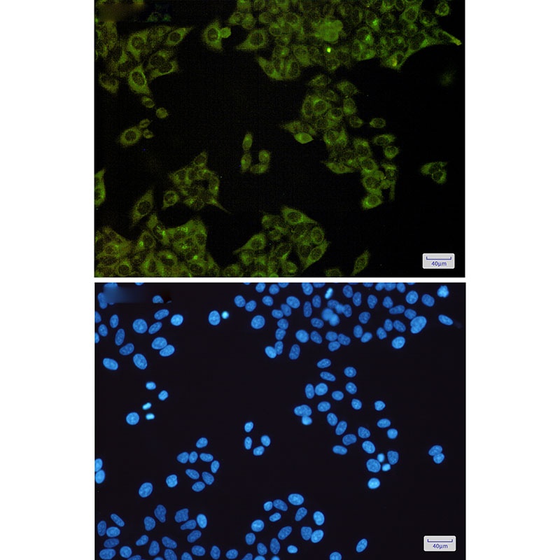 STK26 Antibody