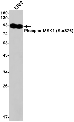 RPS6KA5 Antibody