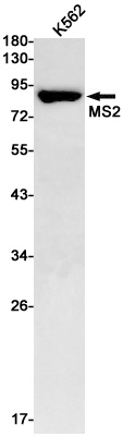 ADAM8 Antibody
